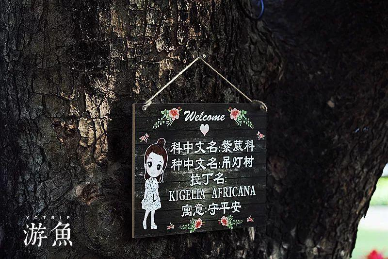 植物大战僵尸
